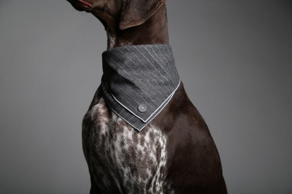 MaxBone Cody Dog Bandana For Sale