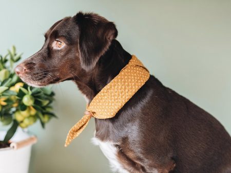 Tori Bandana for Dogs and Cats For Cheap