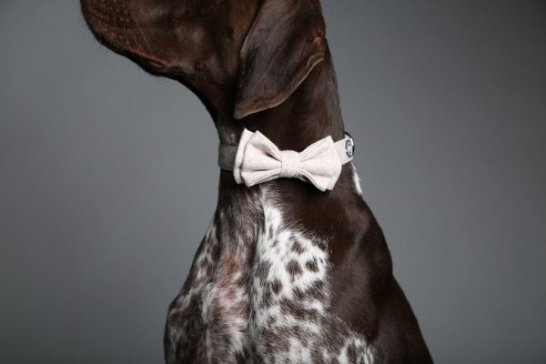 MaxBone Wilhelmina Dog Bow Tie on Sale