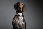 MaxBone Ava Dog Bow Tie For Cheap