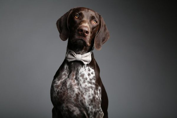 MaxBone Ava Dog Bow Tie For Cheap