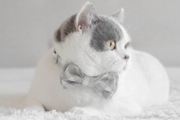 MaxBone Chloe Cat Bow Tie Fashion