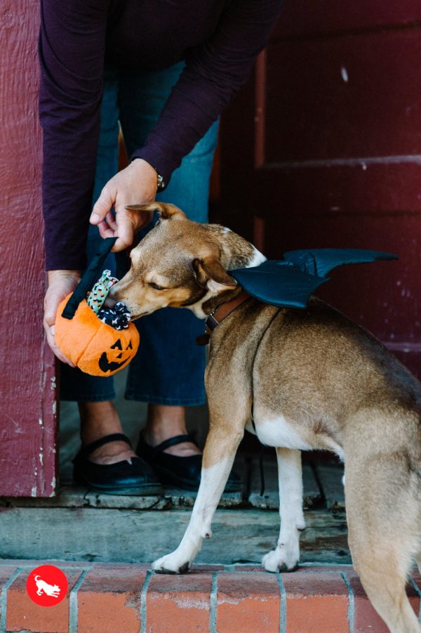 Howl-o-ween Treat Basket, Plush Dog Toy Sale