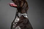 MaxBone Ethan Dog Bow Tie Sale