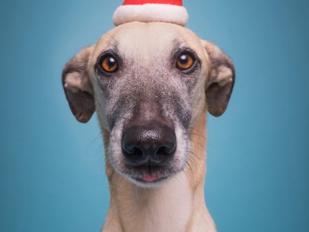 Christmas Greeting card: Santa Hat Supply