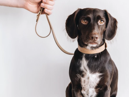 Hitch, Short Leather Dog Leash Online Sale