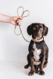 Hitch, Short Leather Dog Leash Online Sale