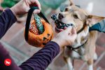 Howl-o-ween Treat Basket, Plush Dog Toy Sale