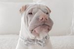 MaxBone Chloe Dog Bow Tie Supply